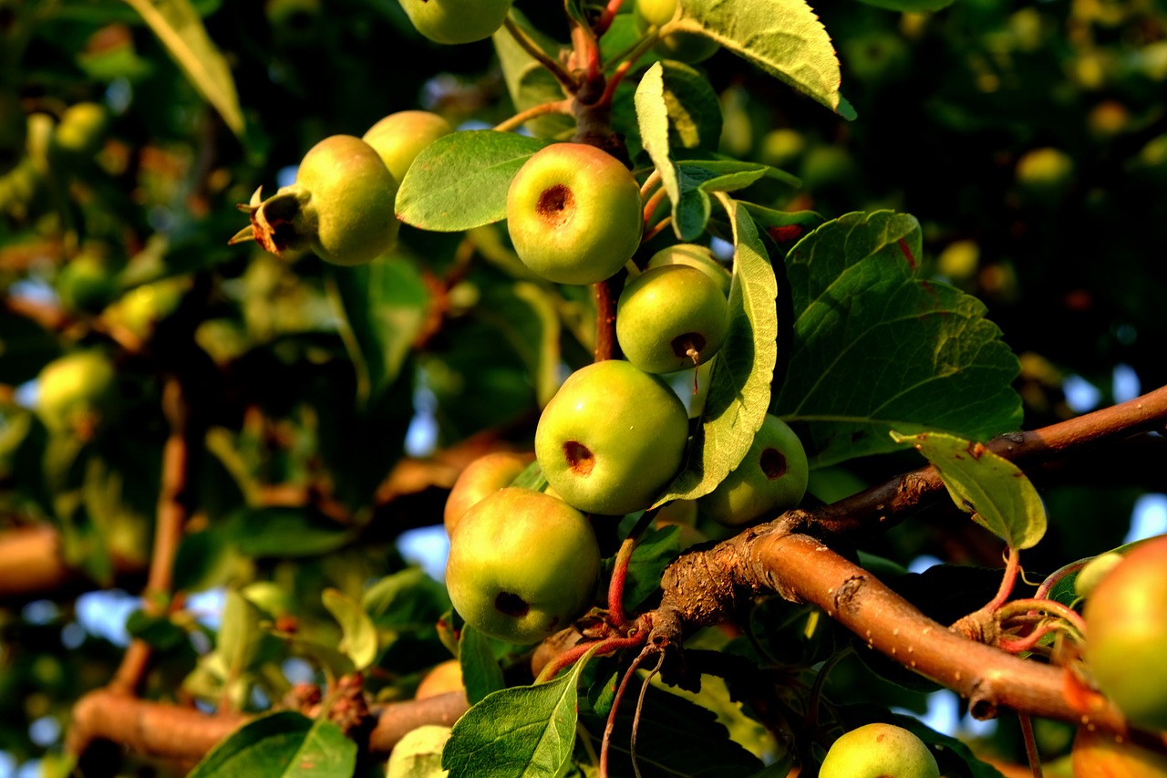 wild apple wild growth fruits free photo