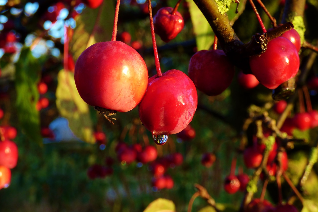 wild apples red nature free photo