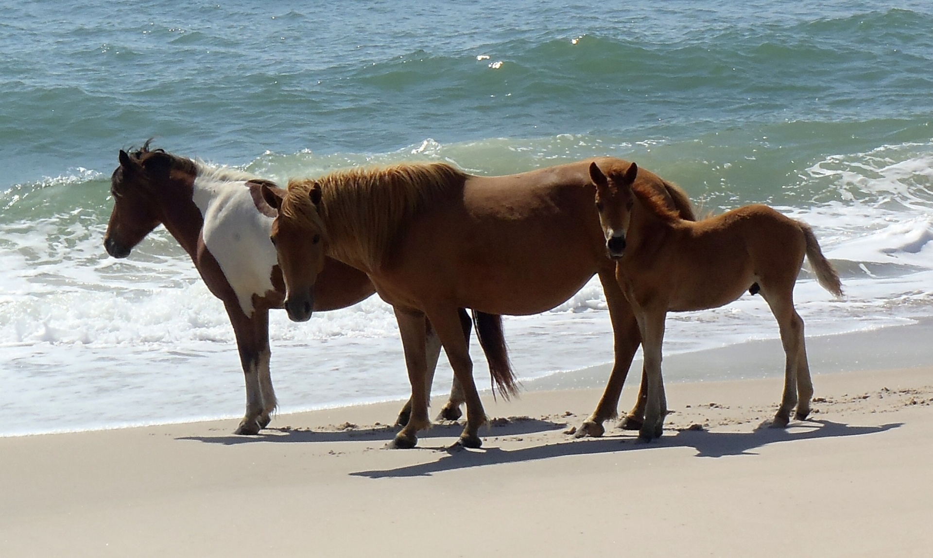 wild ponies assateague island beach free photo