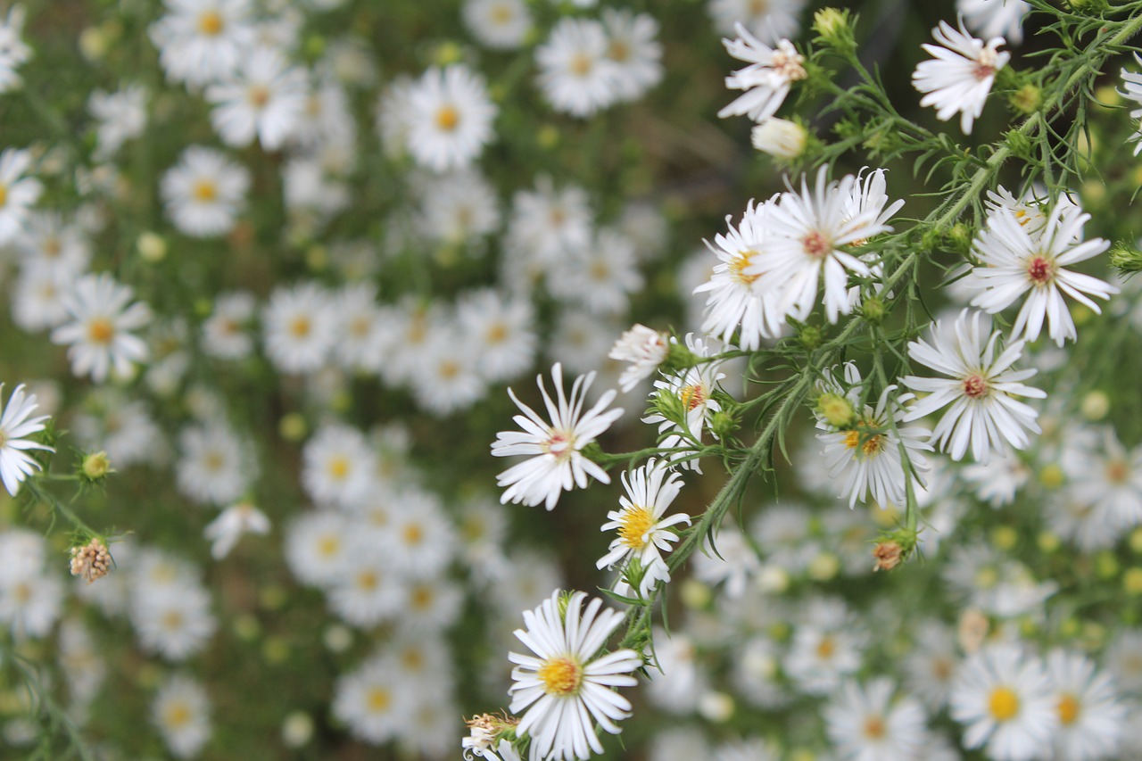 wild aster  nature  aster free photo