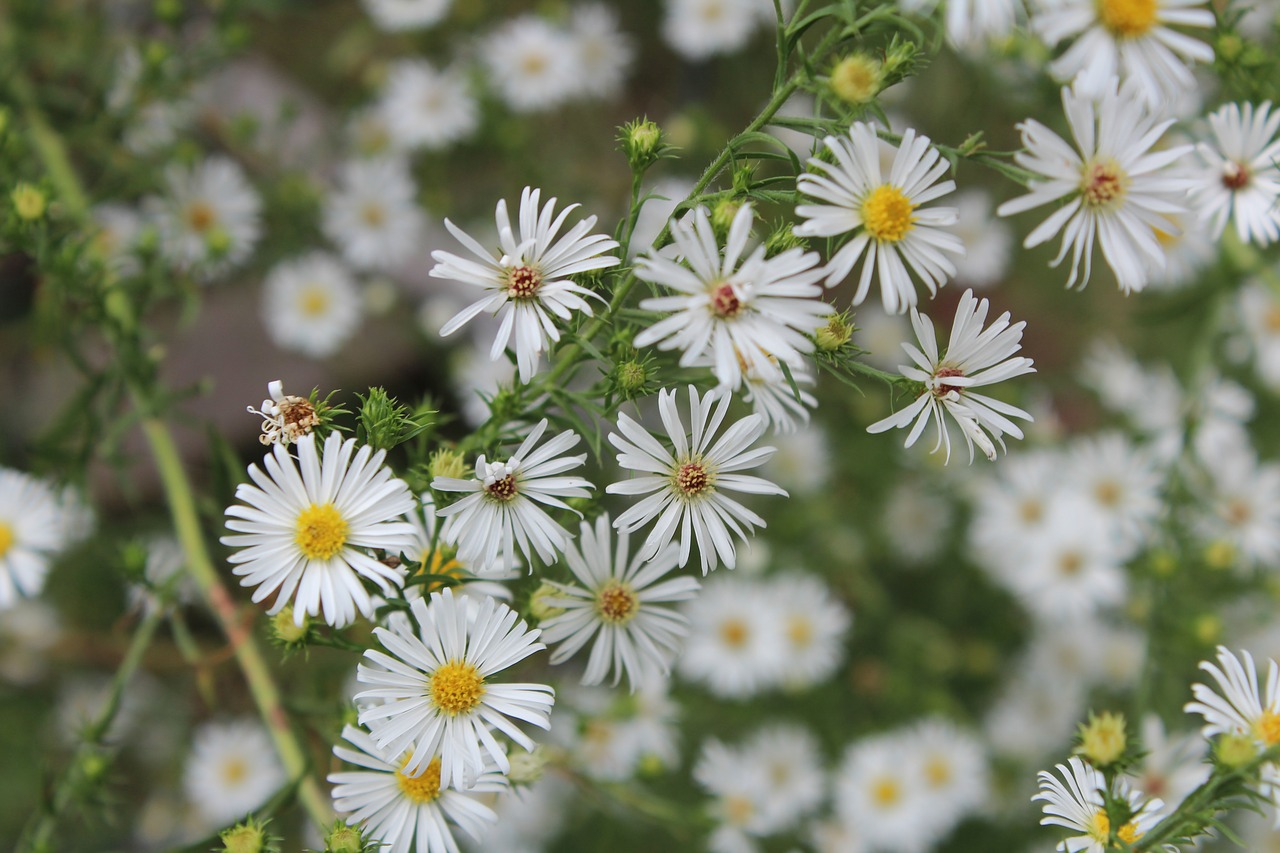 wild aster  nature  aster free photo