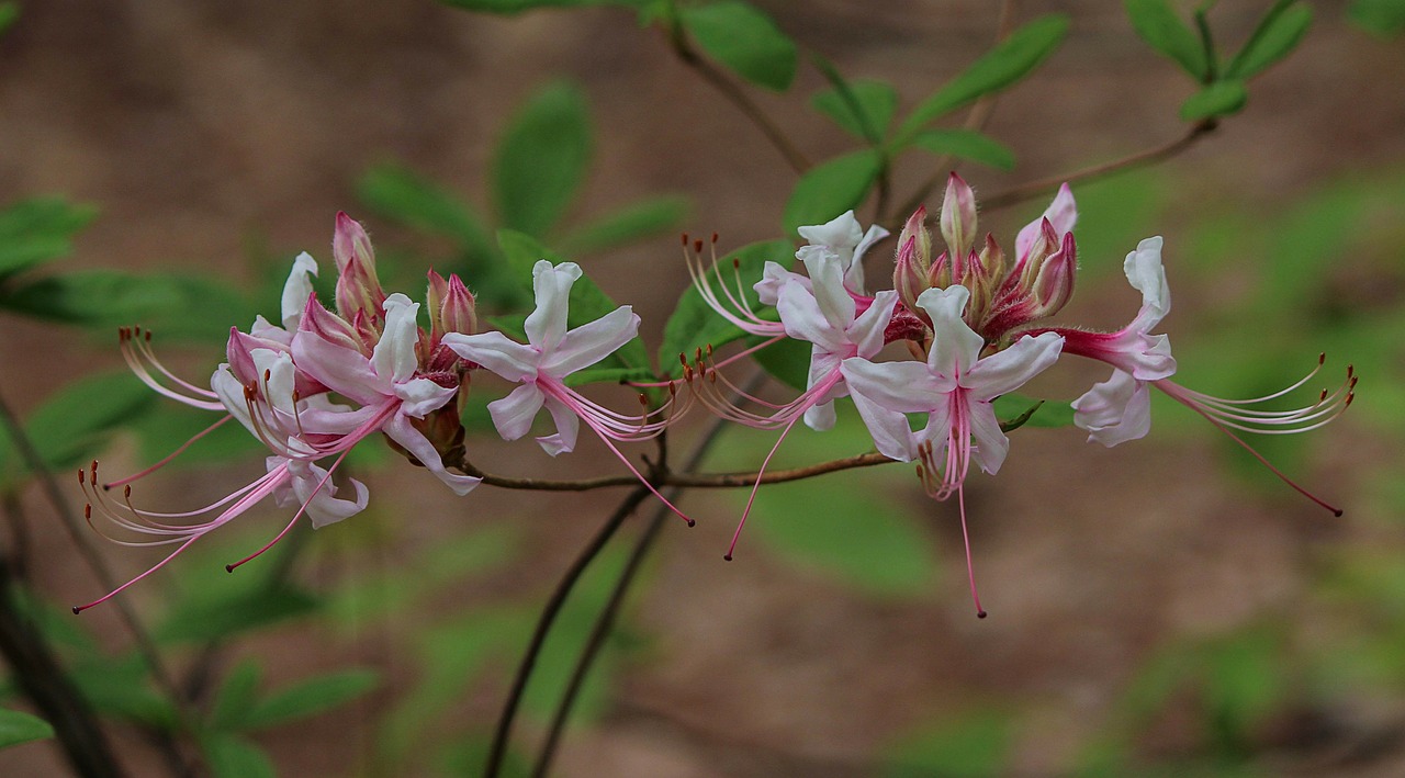 wild azalea wildflowers pinxter flower free photo