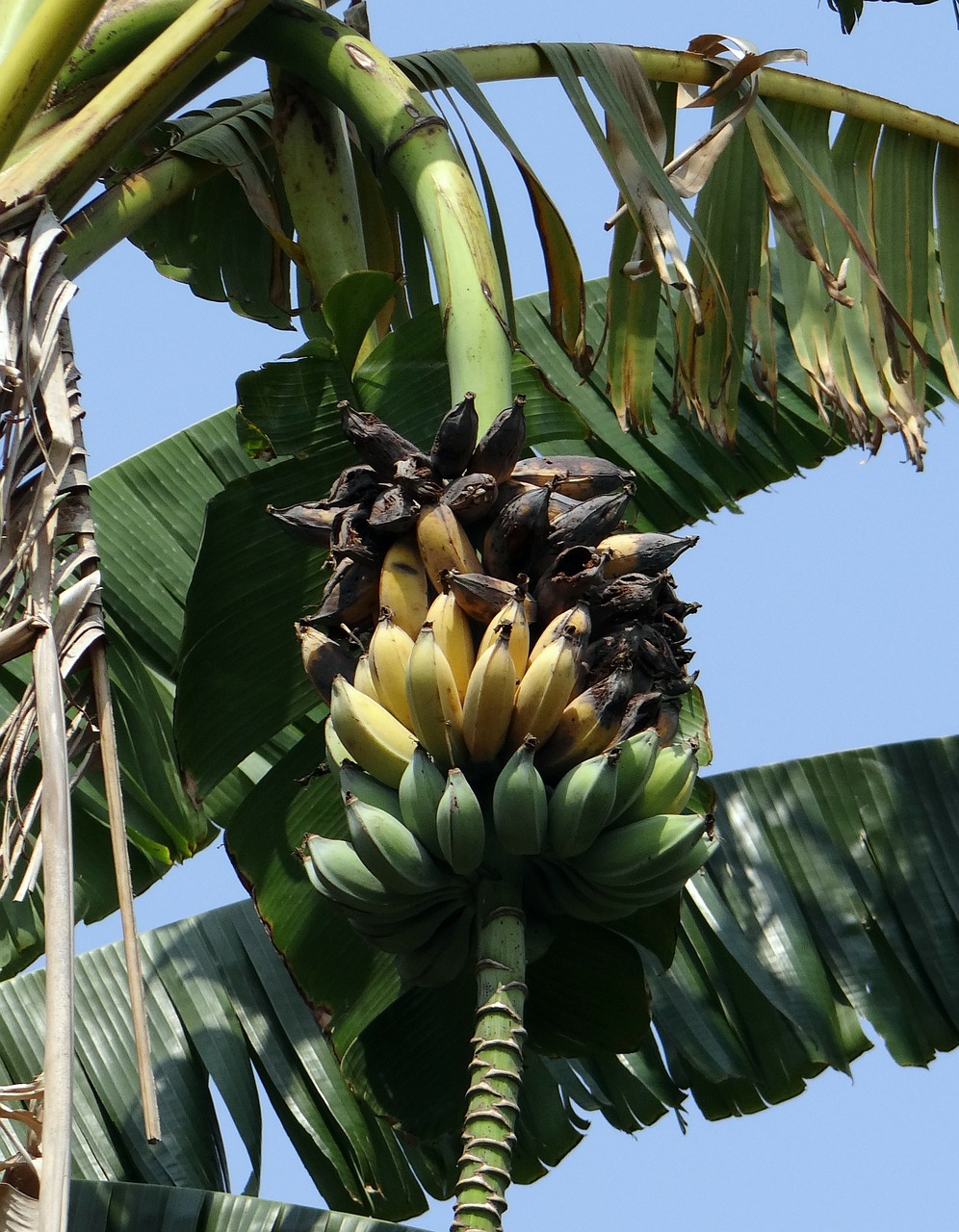 wild banana musa acuminata ripe free photo