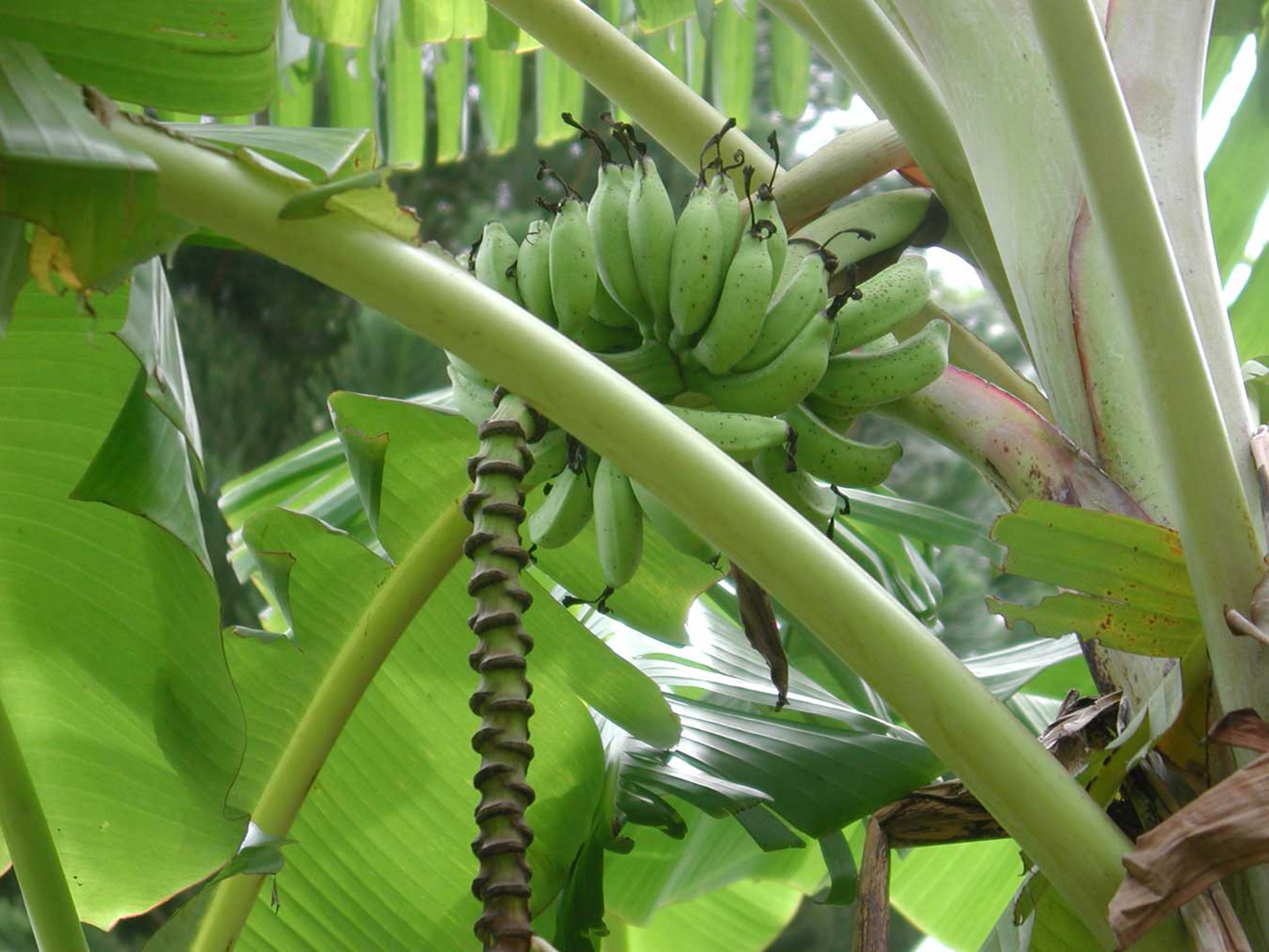 bananas fruit plants free photo