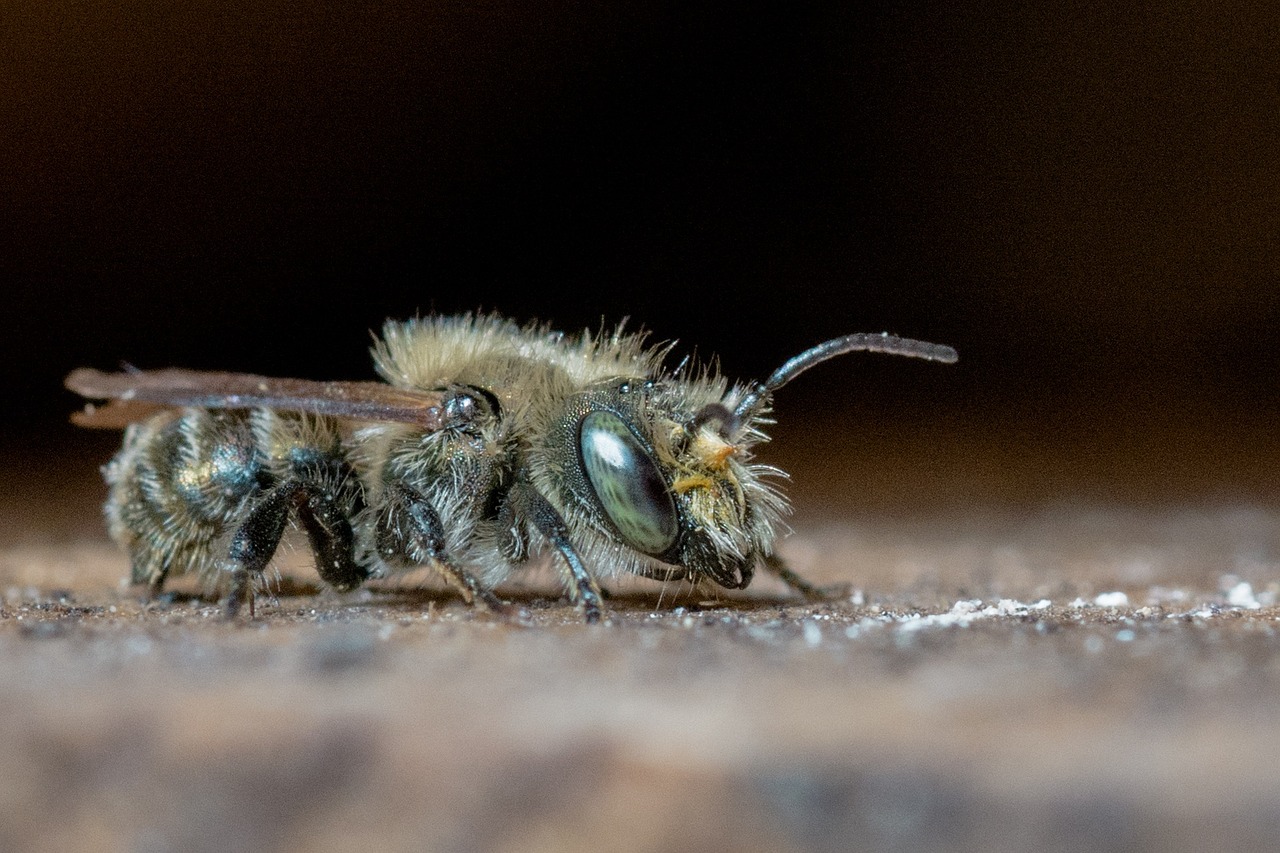 osmia mason bee wild bee free photo