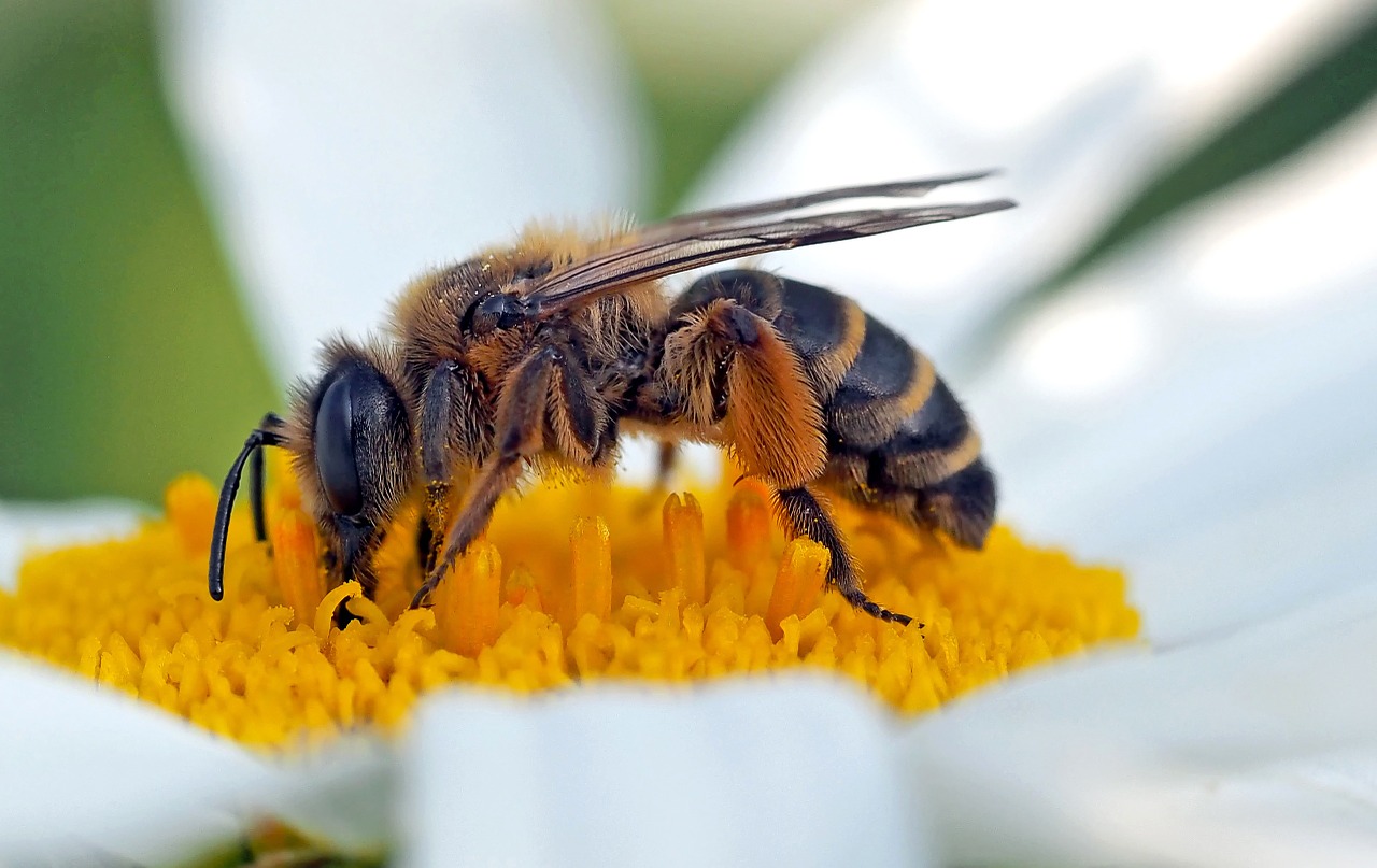 insect plant nature free photo