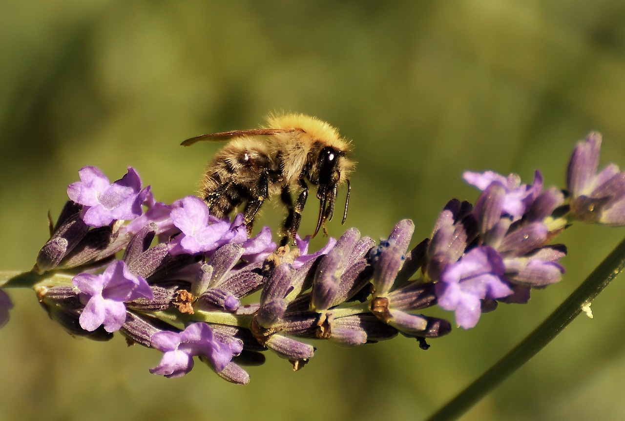 wild bee  macro  nature free photo