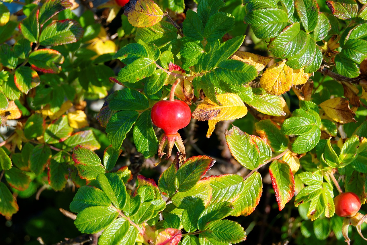 wild berries wildlife nature free photo