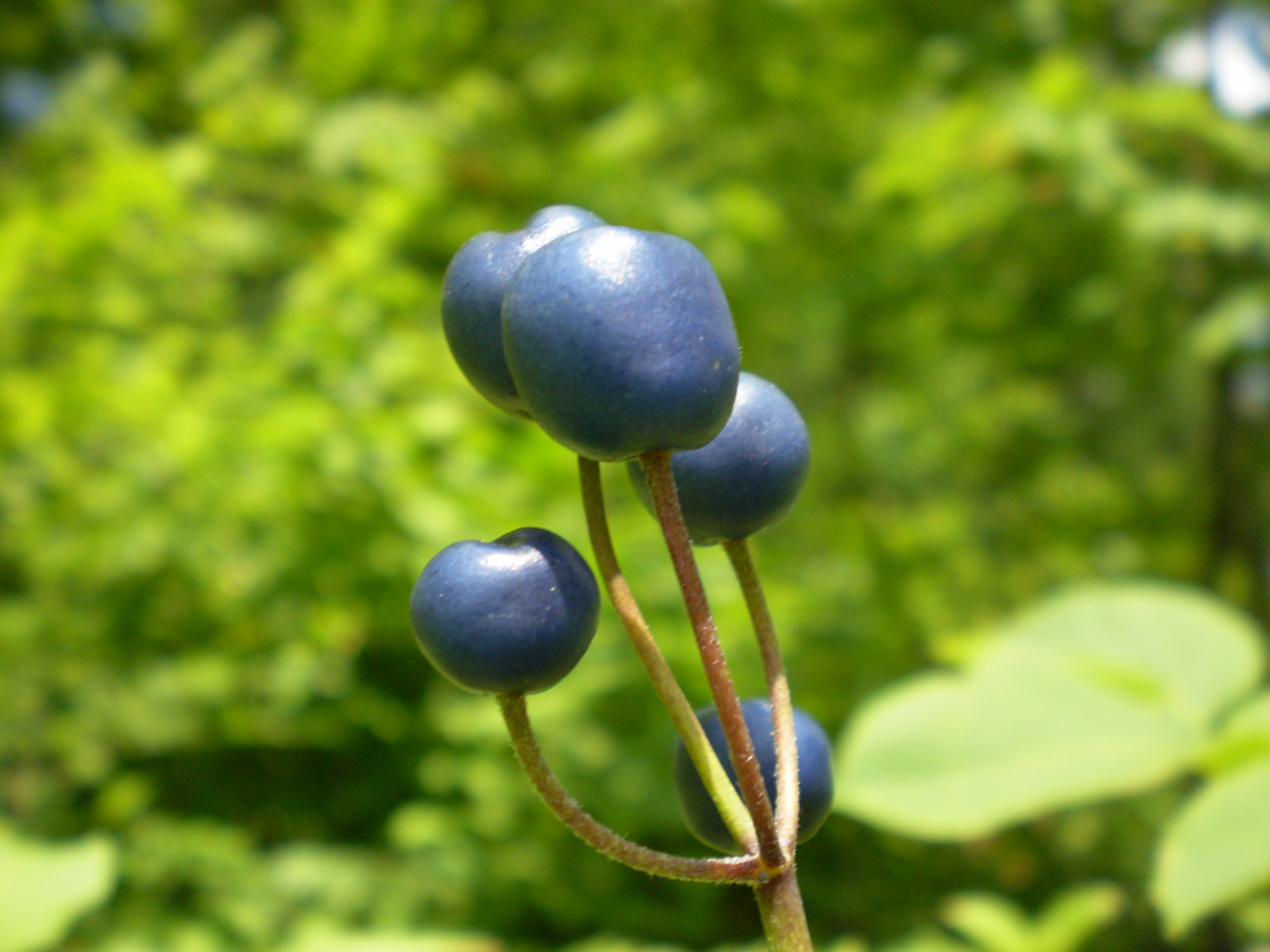 berry blue wild free photo