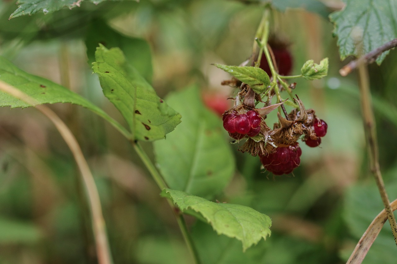 wild berry berry nature free photo