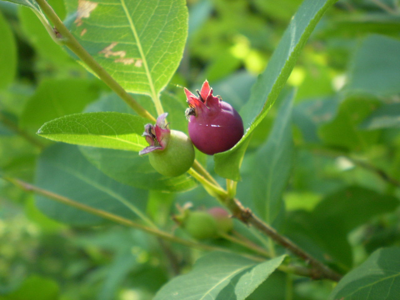 berry wild wild berry free photo