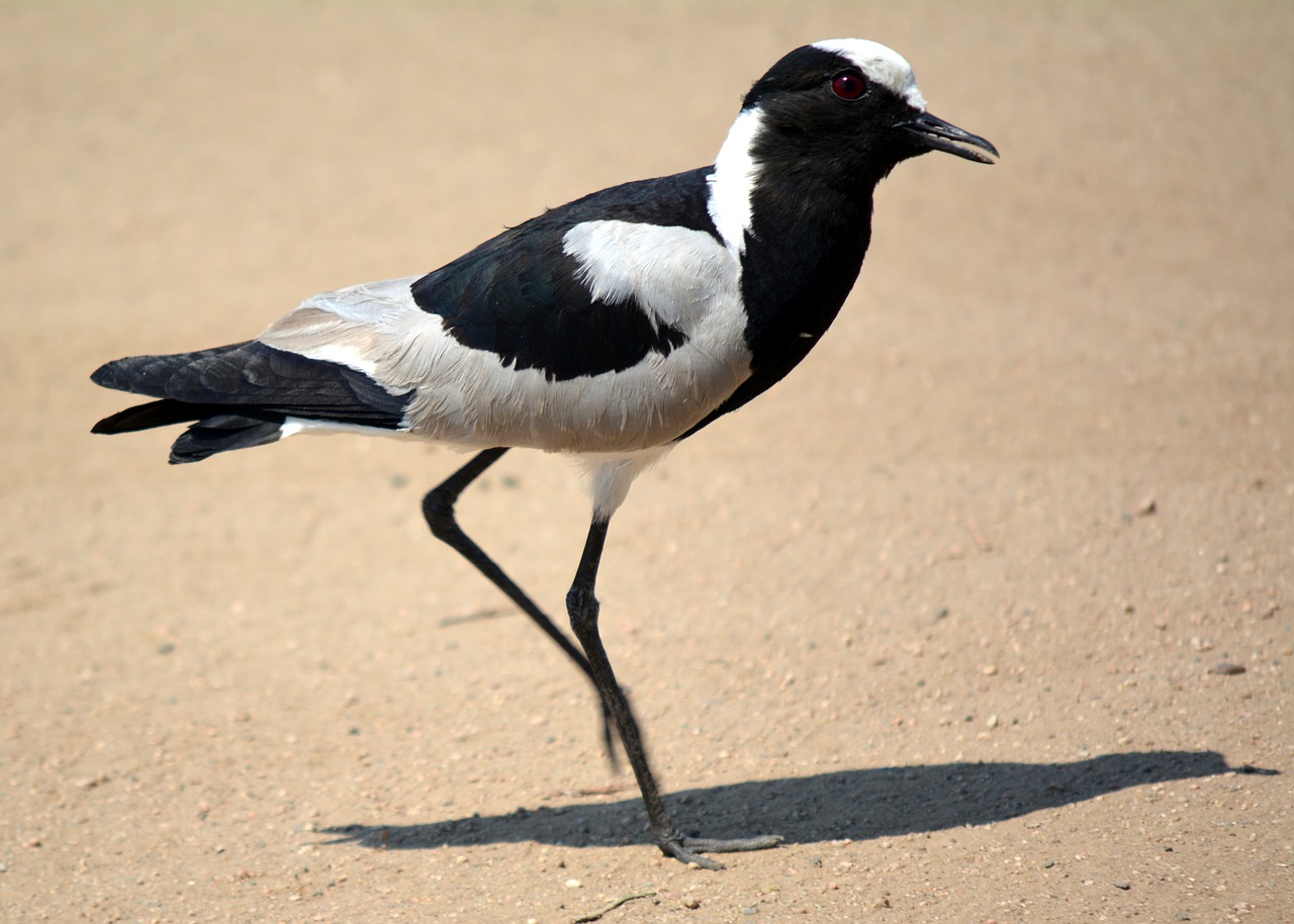 kievit bird kruger park free photo