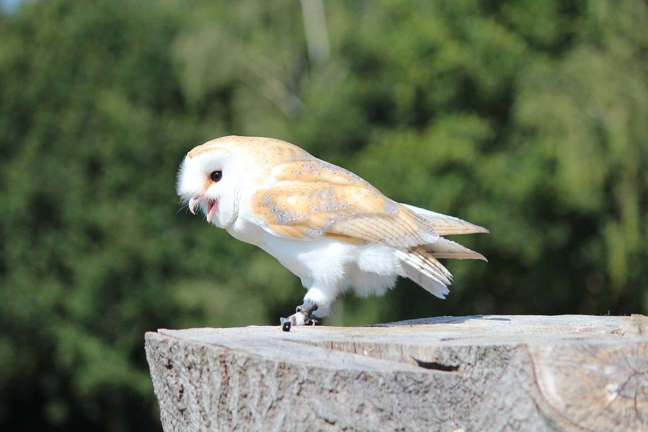 wild bird owl silver gold free photo