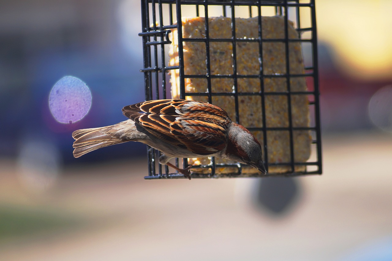 wild bird sparrow wildlife free photo