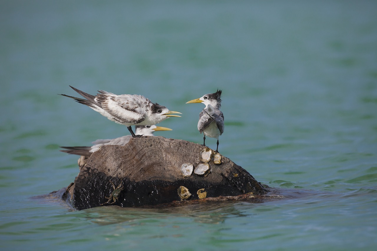 wild birds common tern indonesia free photo