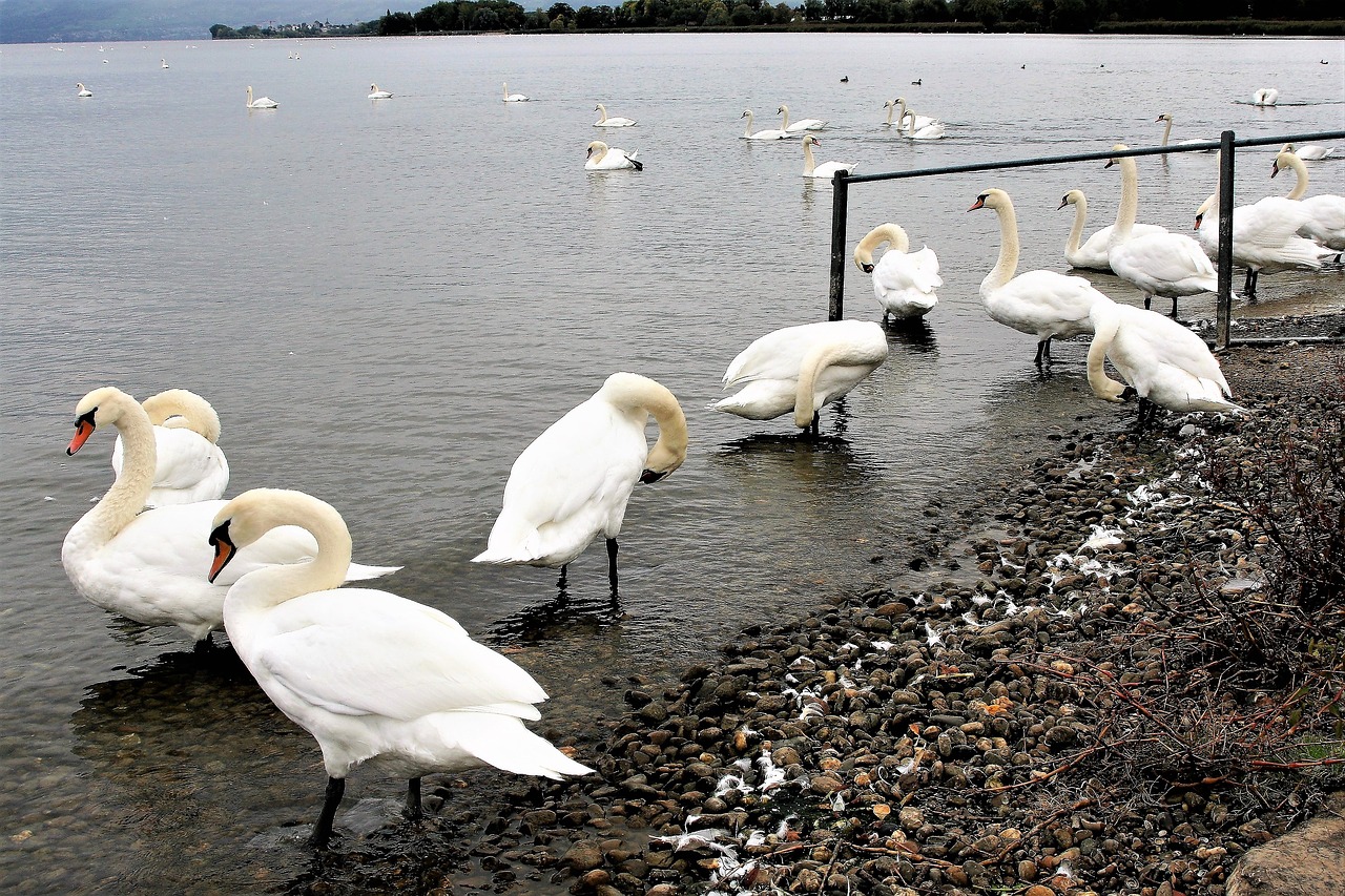 wild birds herd lake free photo