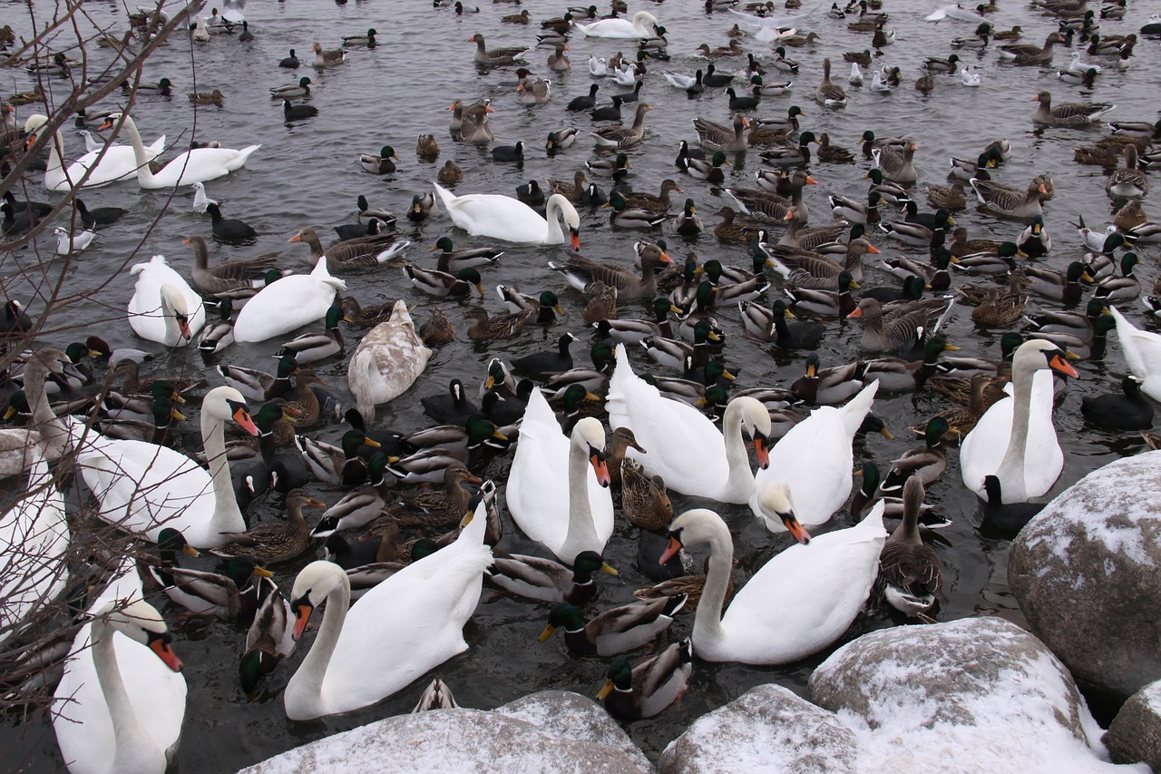 wild birds  ducks  swans free photo