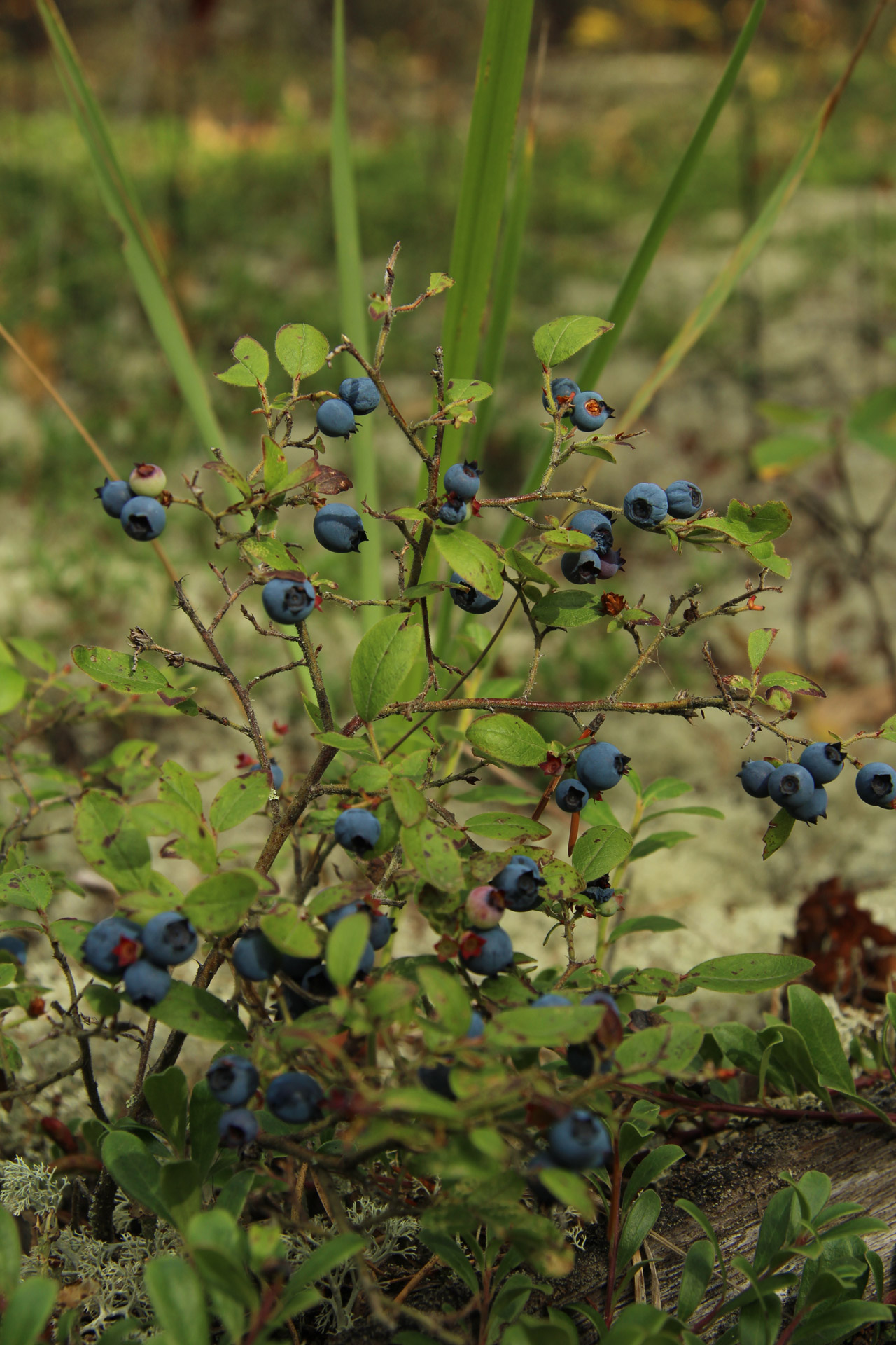 wild blueberry forest free photo