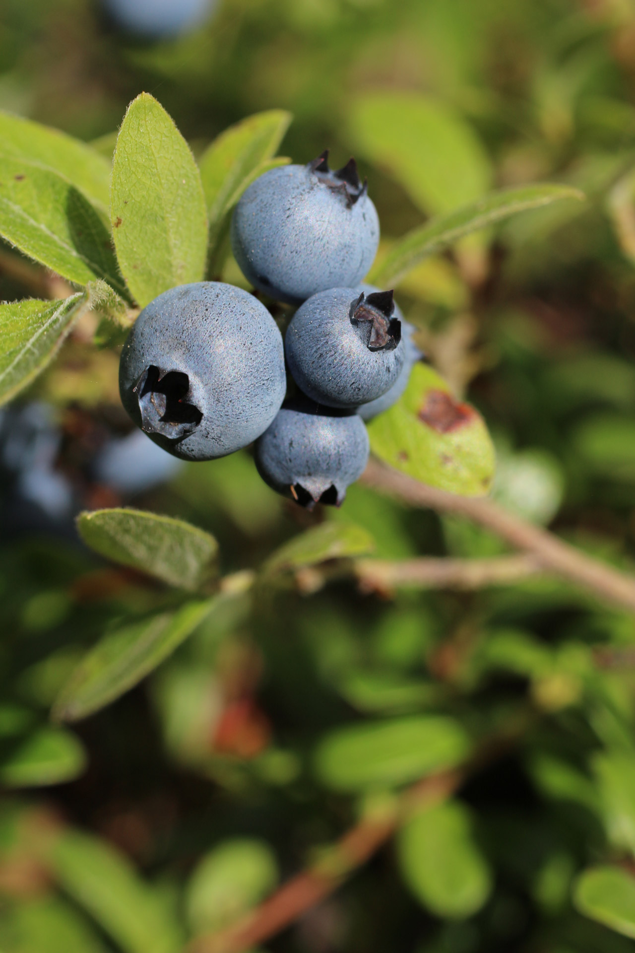 wild blueberry bush free photo