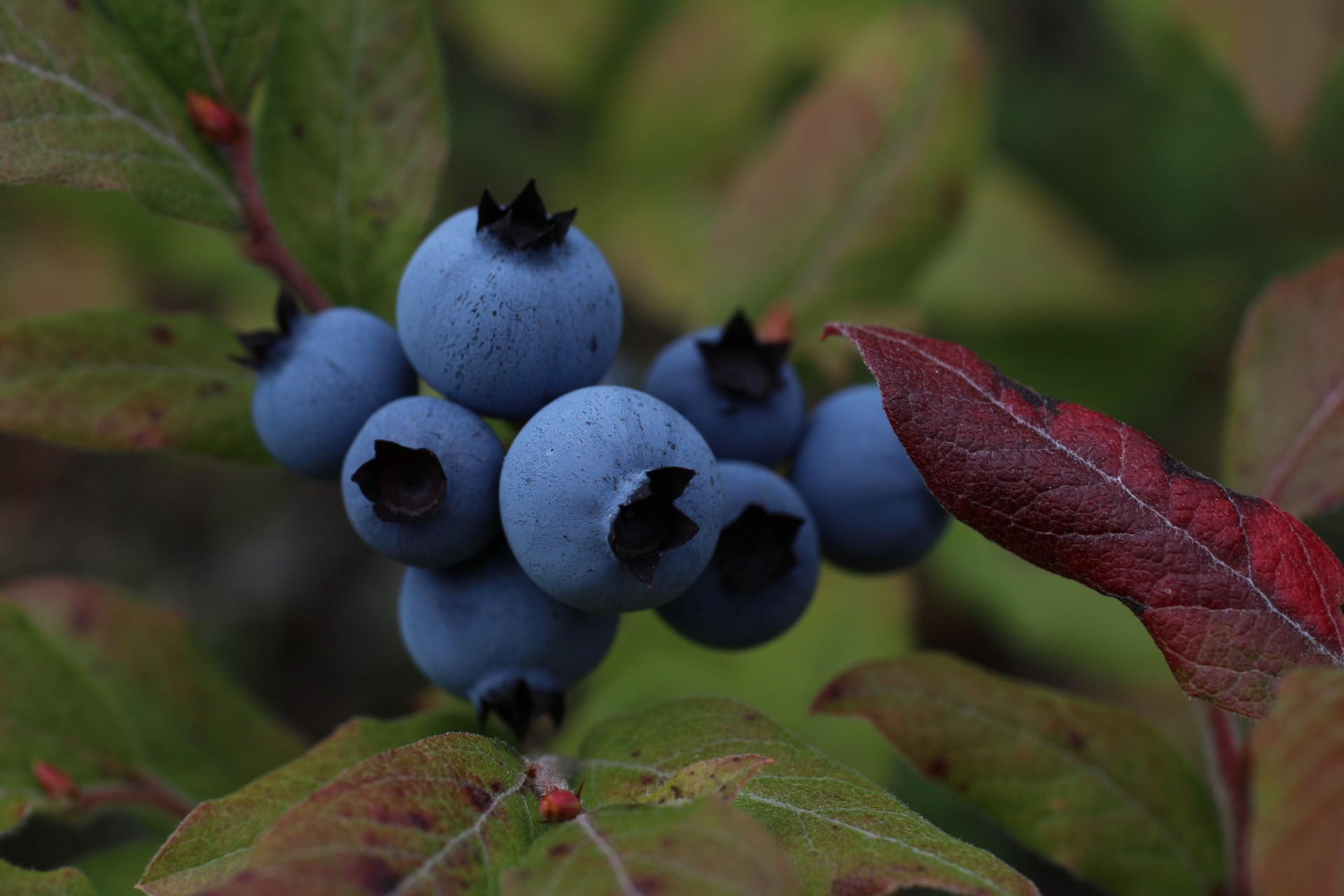 wild blueberry bush free photo
