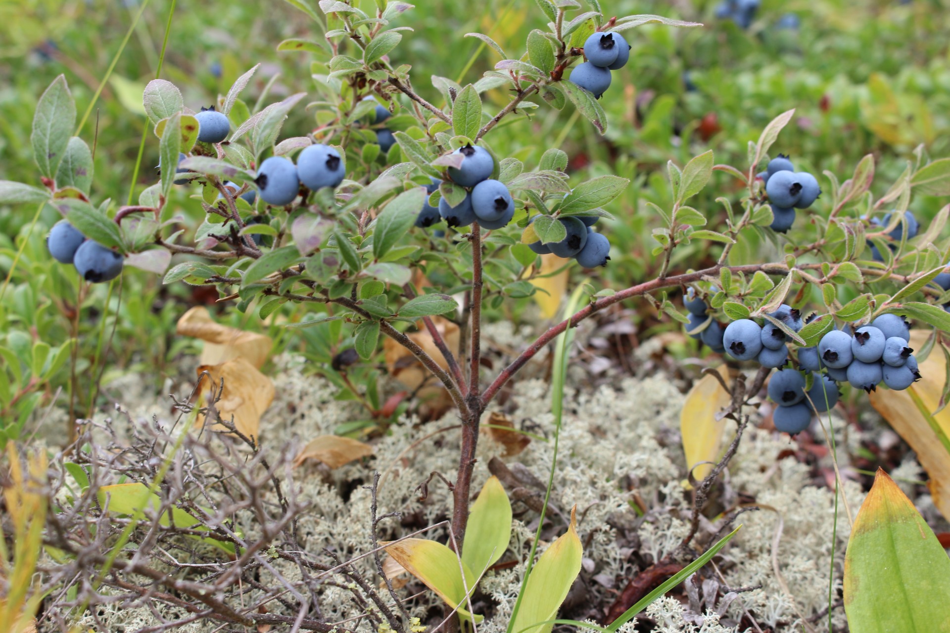 wild blueberry bush free photo