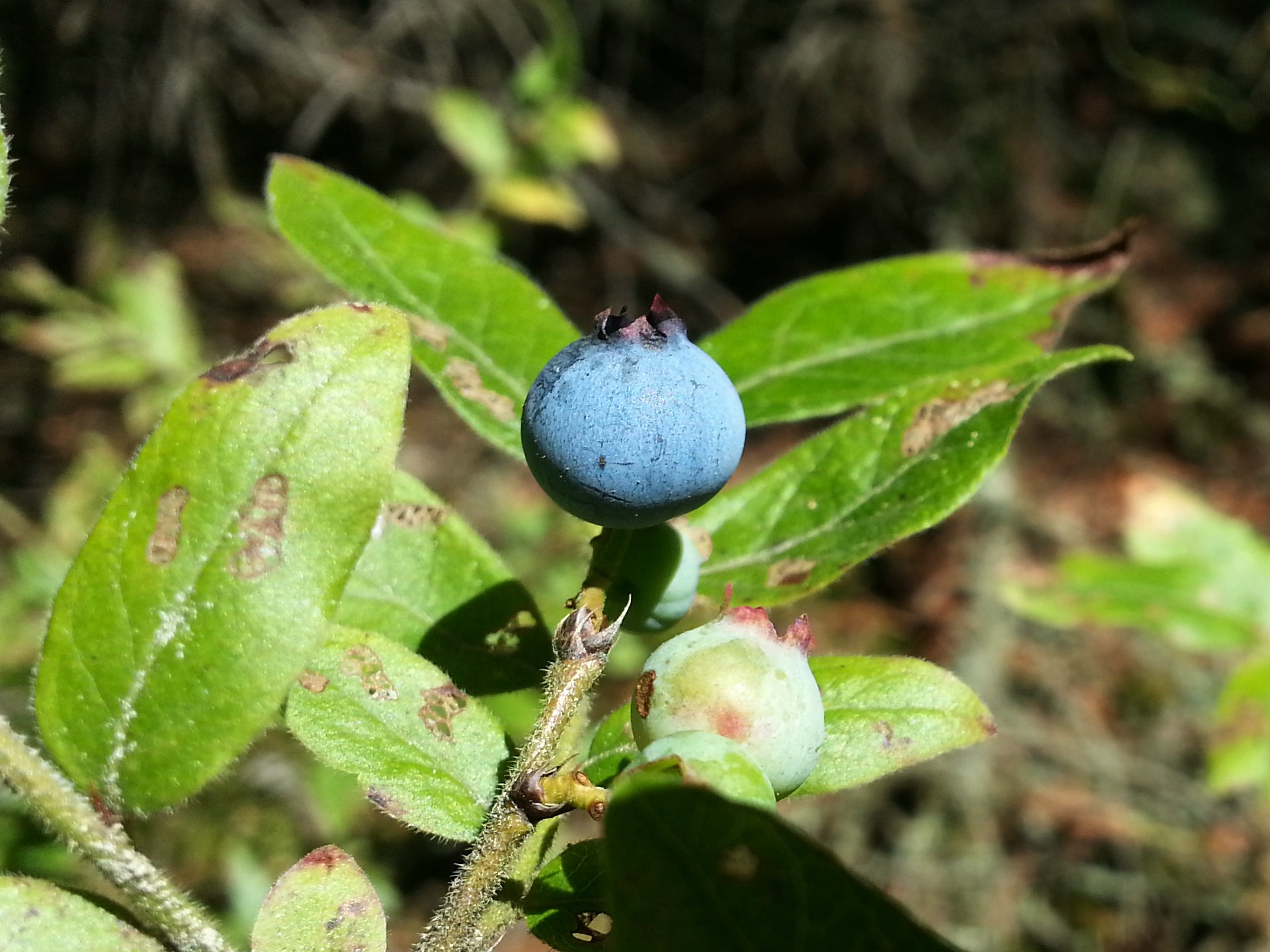 blueberry berry wild free photo