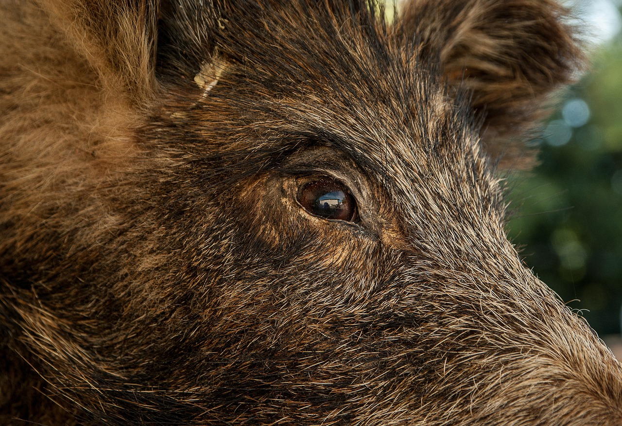 wild boar hunting game free photo
