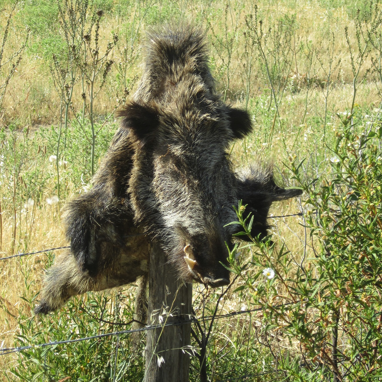 wild boar hunting corsican free photo