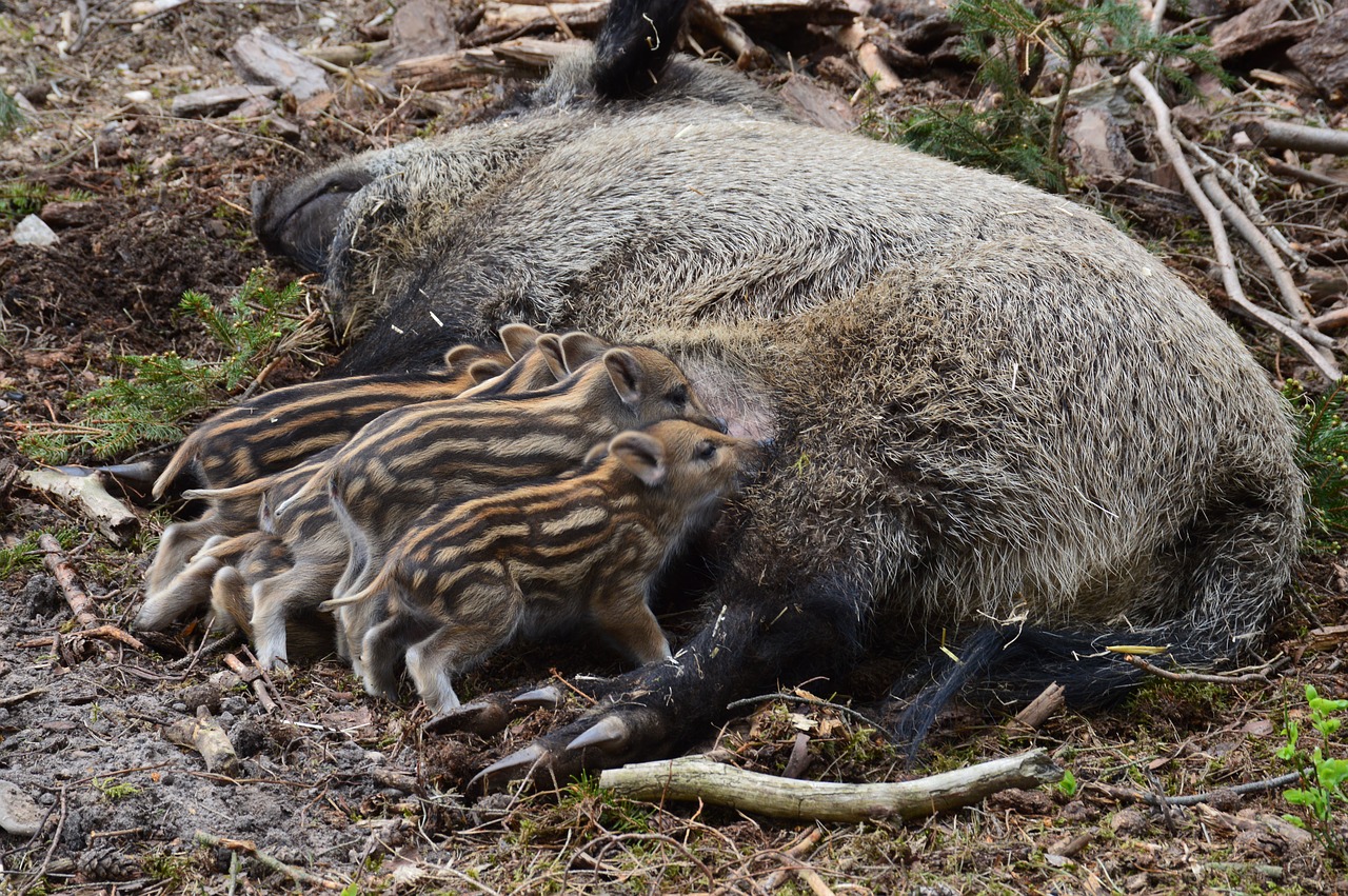 wild boar hog wild piglet free photo