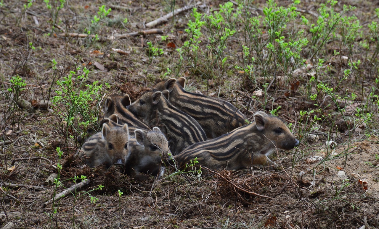 wild boar piglet piggy bank free photo