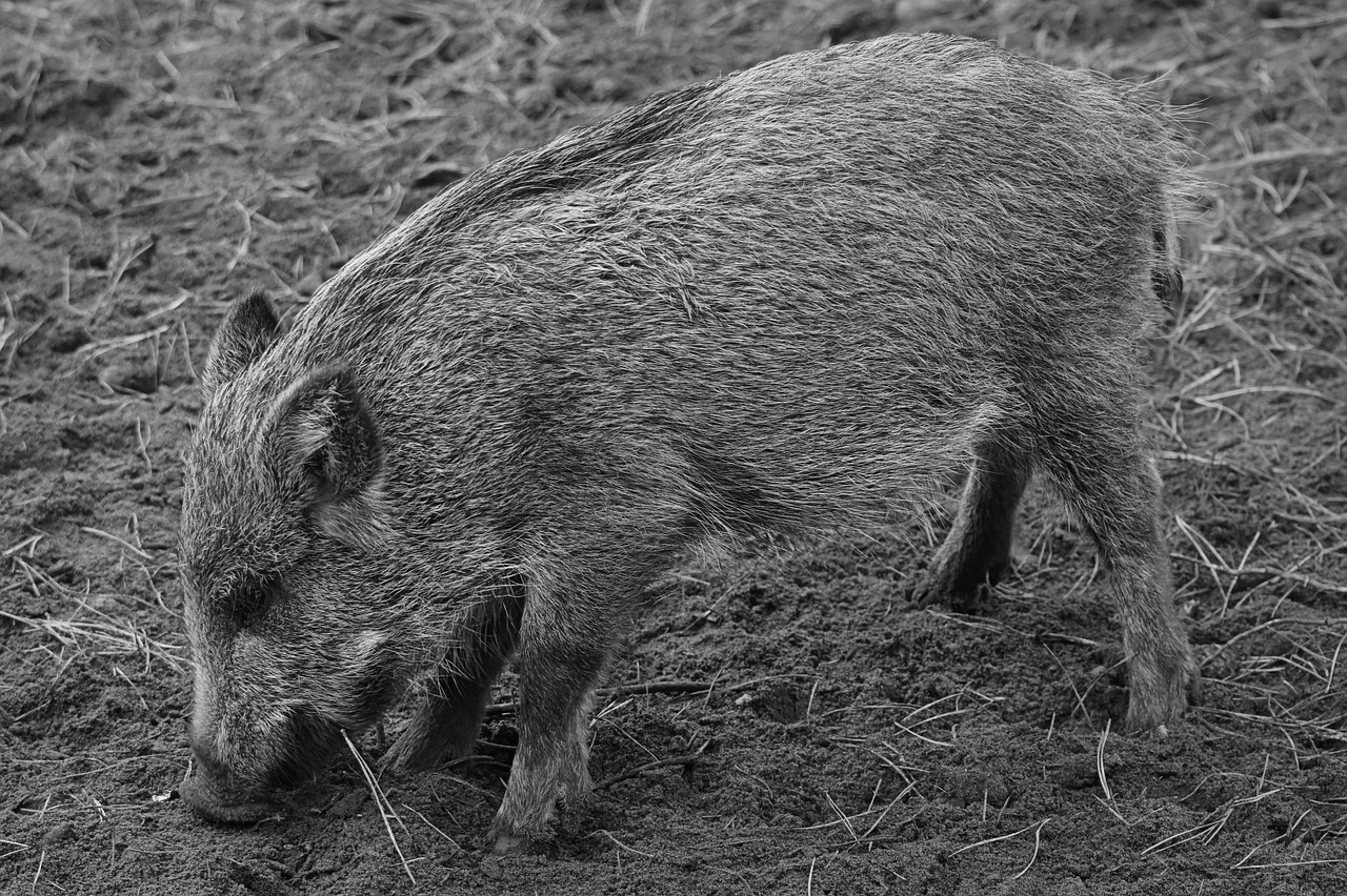 wild boar animal nature free photo