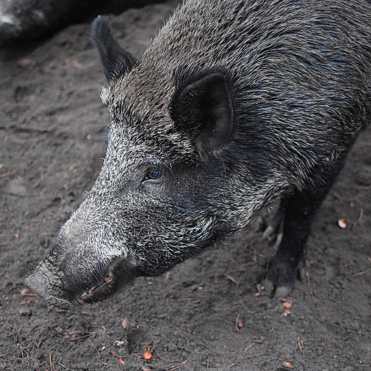 wild boar animal nature free photo