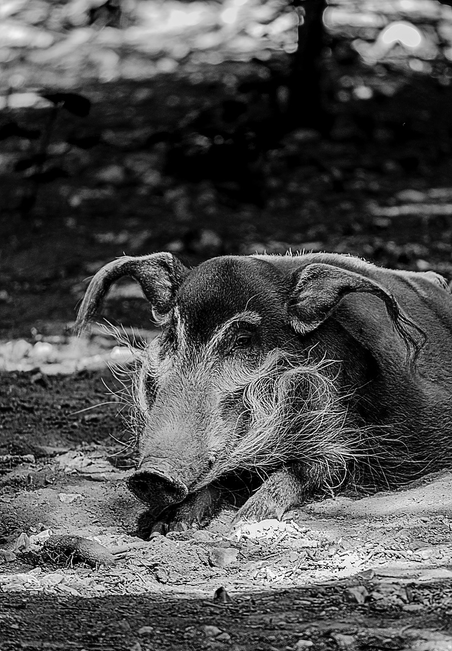wild boar animals boar free photo