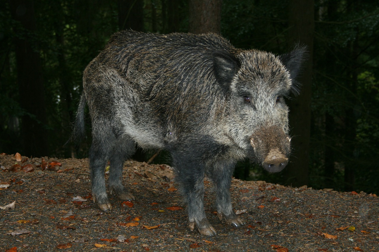 wild boar mammal forest and forest dweller free photo
