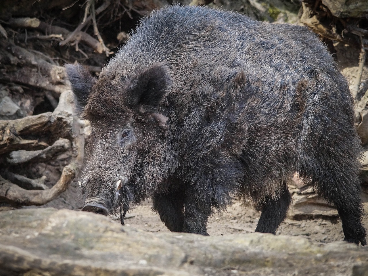 wild boar zoo nature free photo