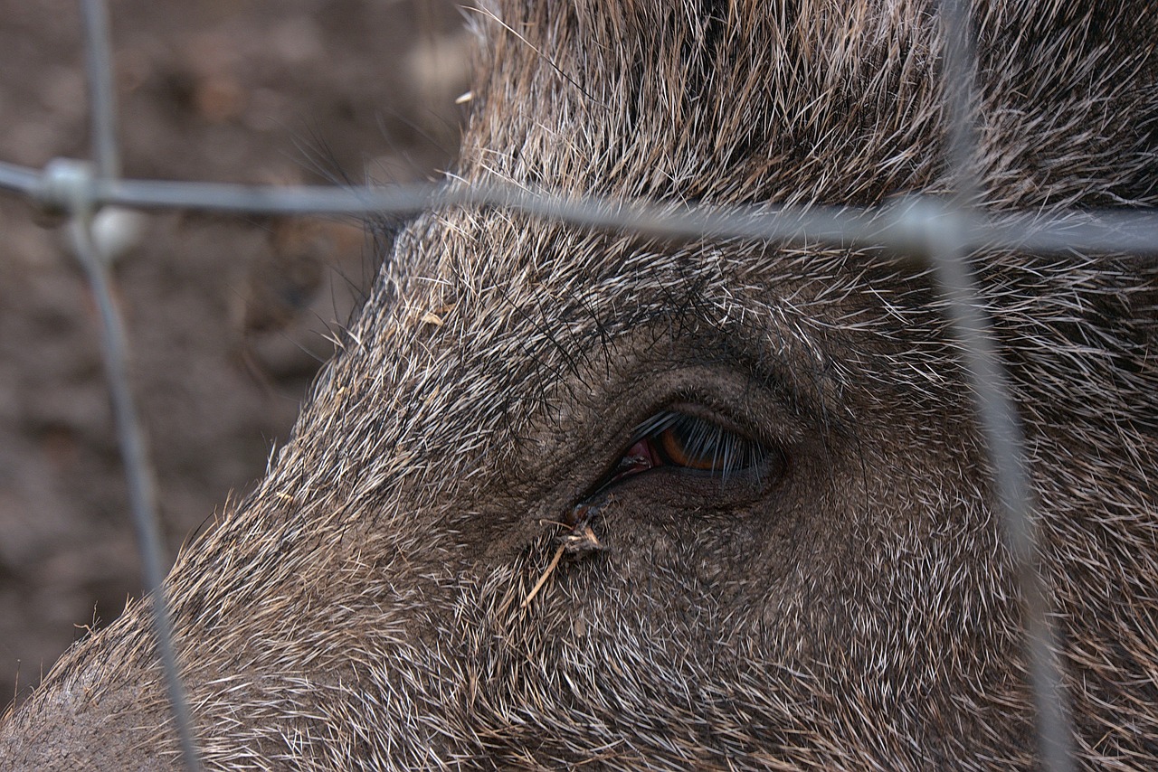 wild boar schwarzkittel berserk eye free photo
