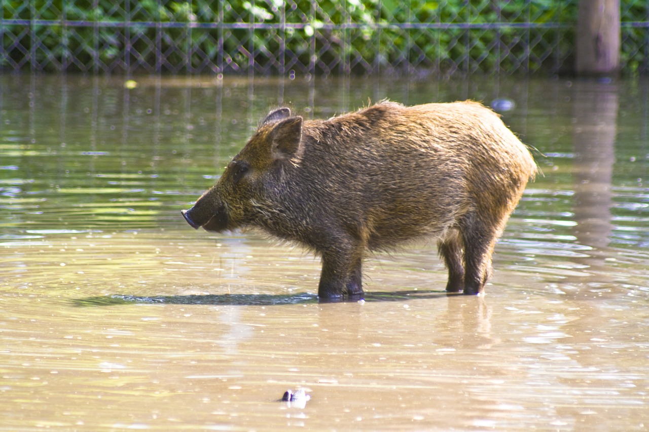 wild boar water sanzgiri free photo