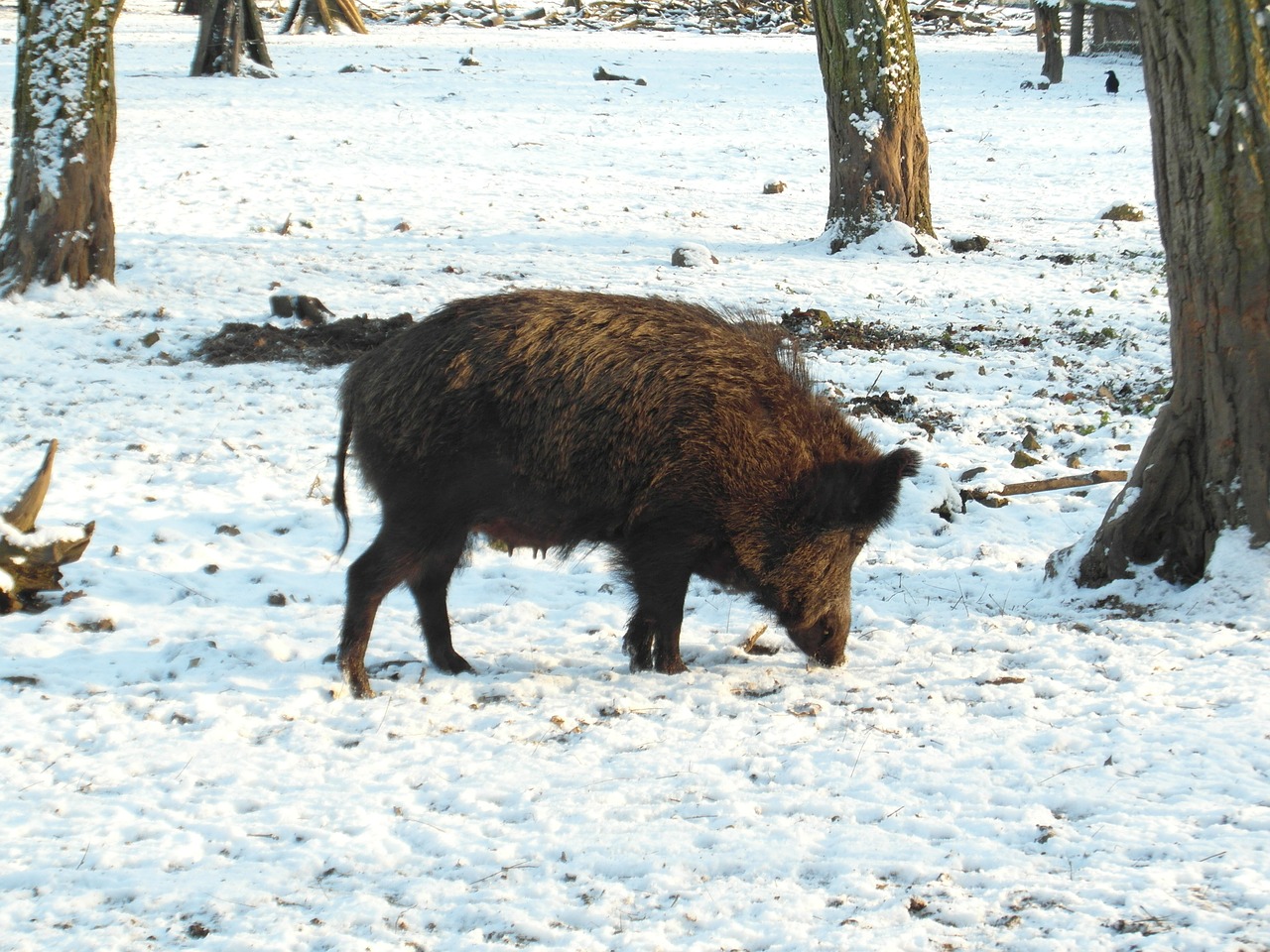 wild boar boar winter free photo