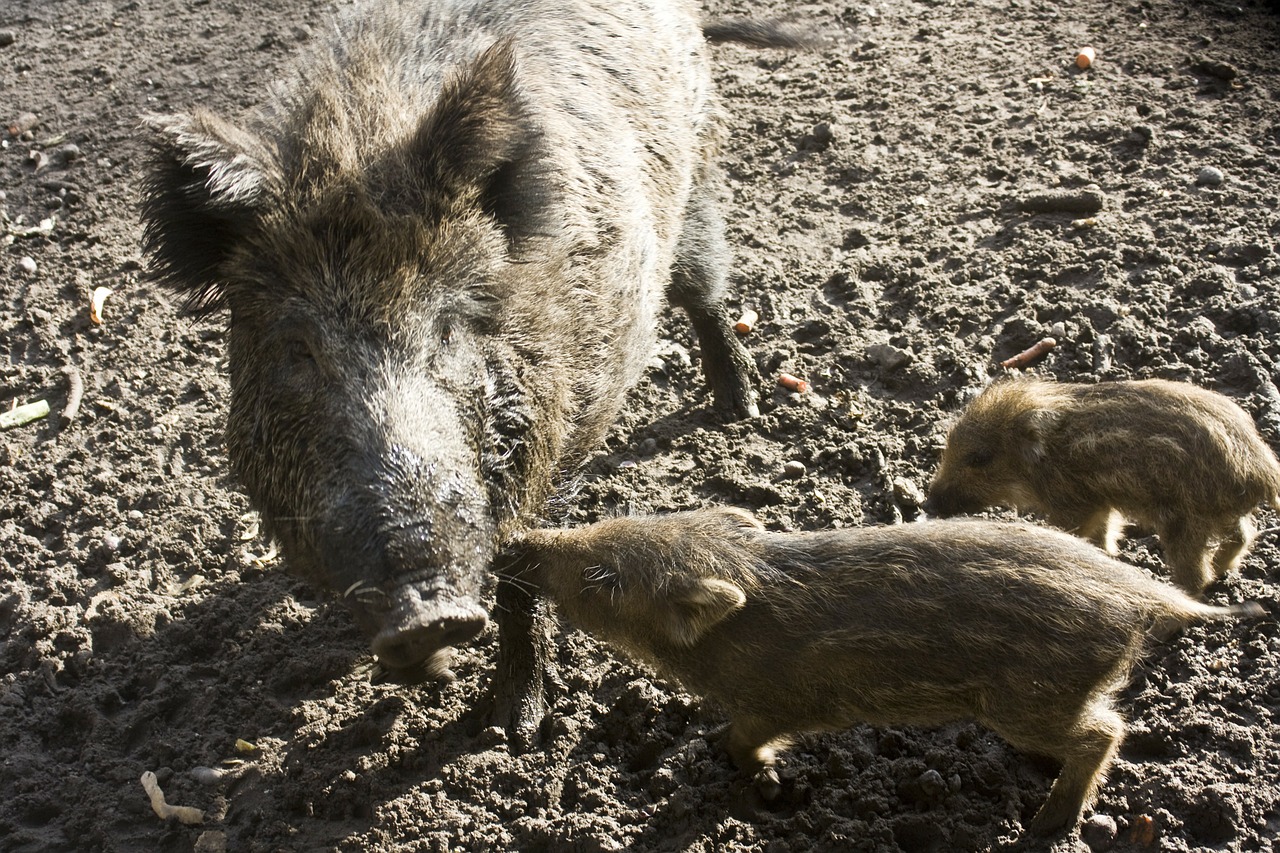 wild boar bache little pig free photo