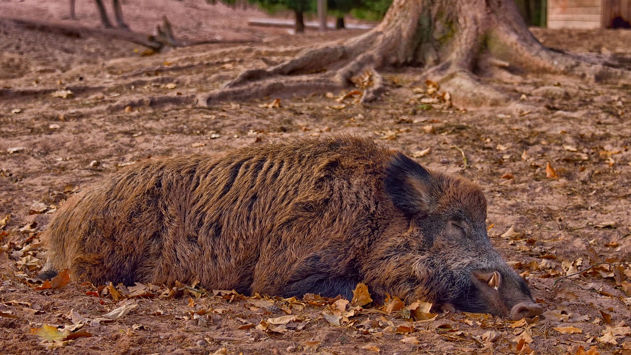 wild boar  autumn  sleeping wild boar free photo