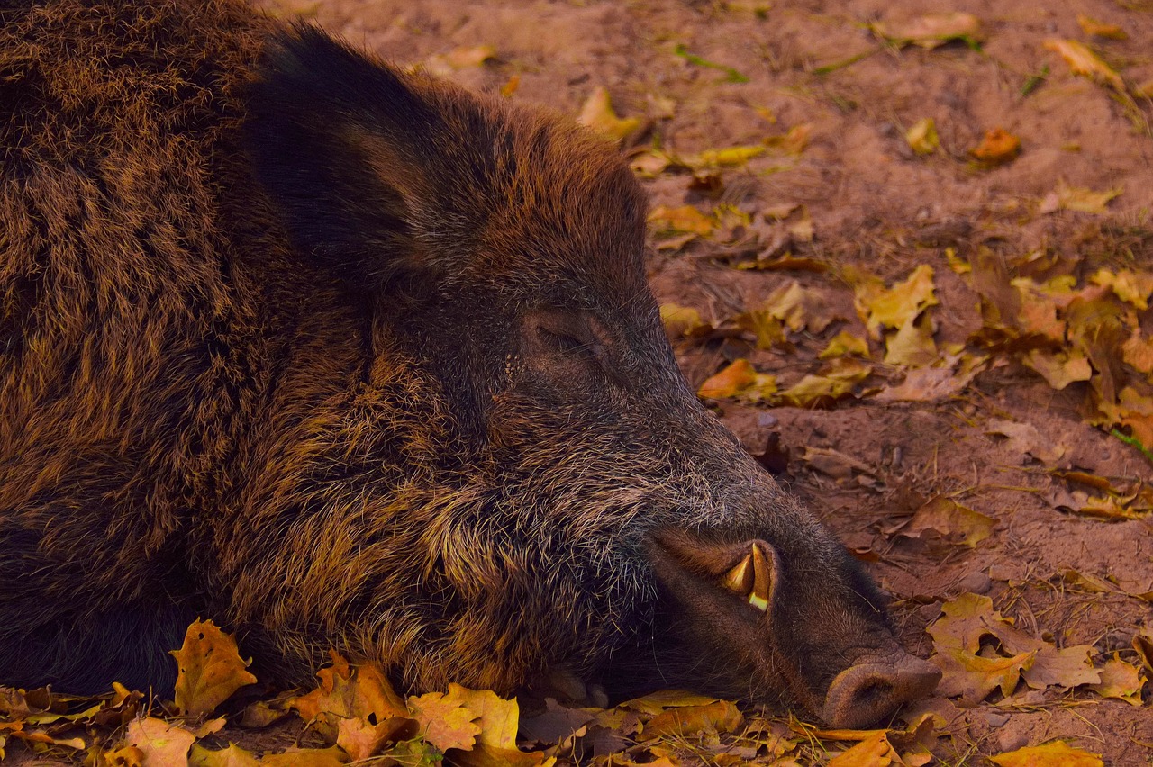 wild boar  head  portrait free photo