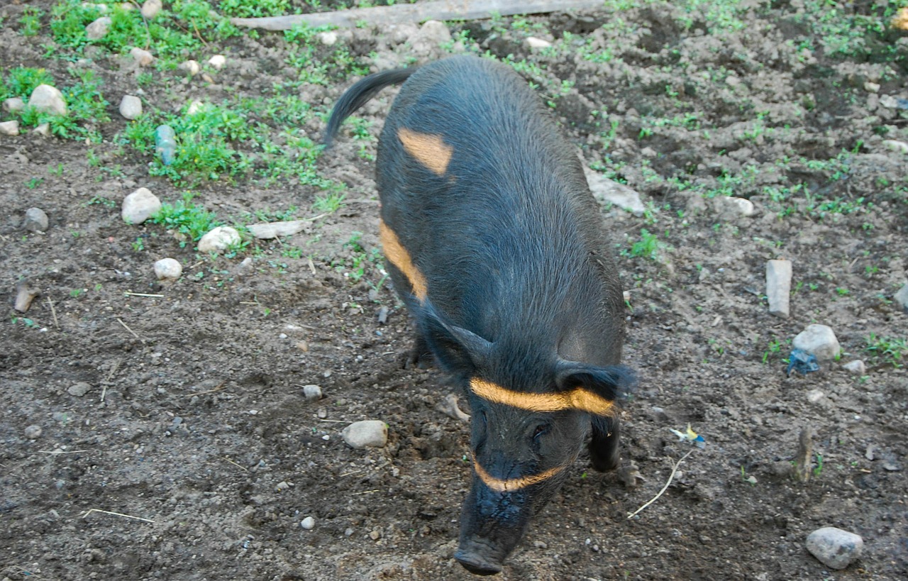 wild boar animal bacon free photo