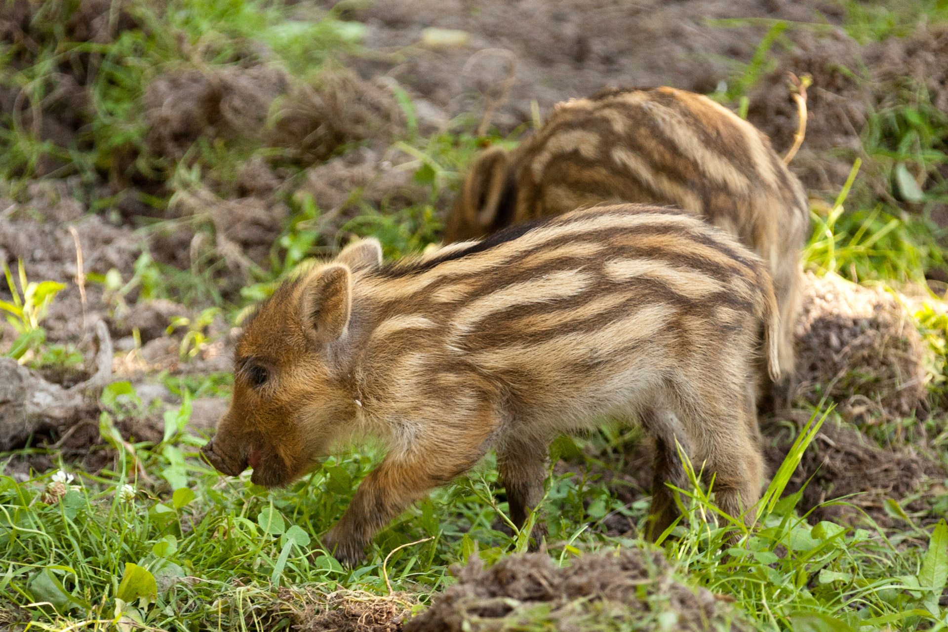 animal baby boar free photo