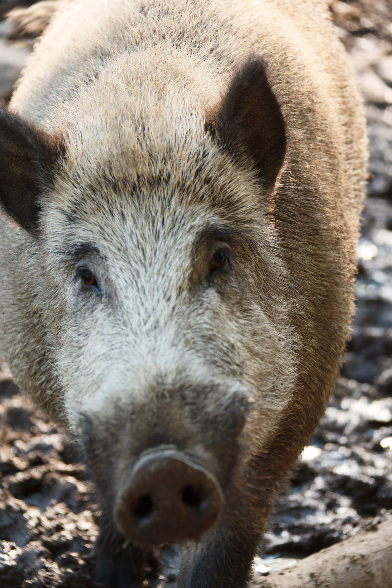 animal boar brown free photo