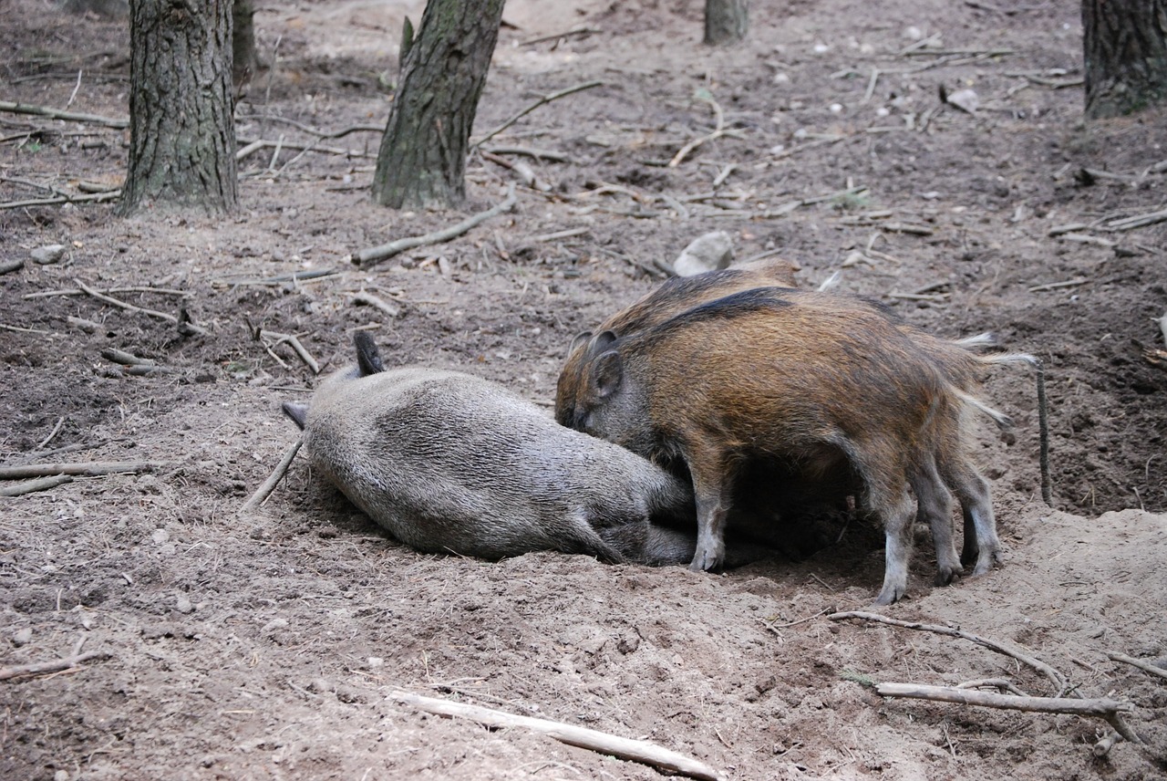 wild boars pigs little pig free photo