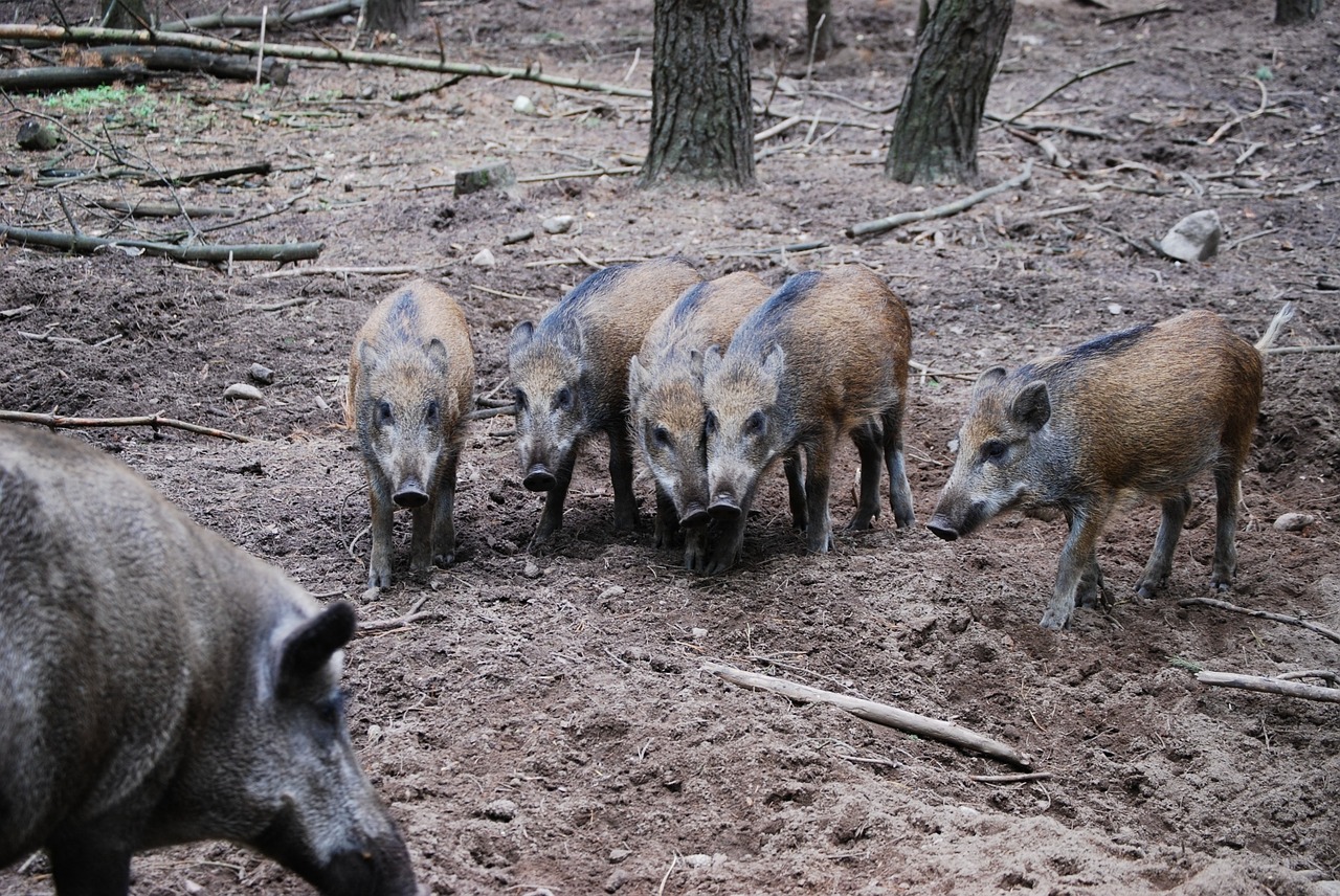 wild boars group brothers and sisters free photo