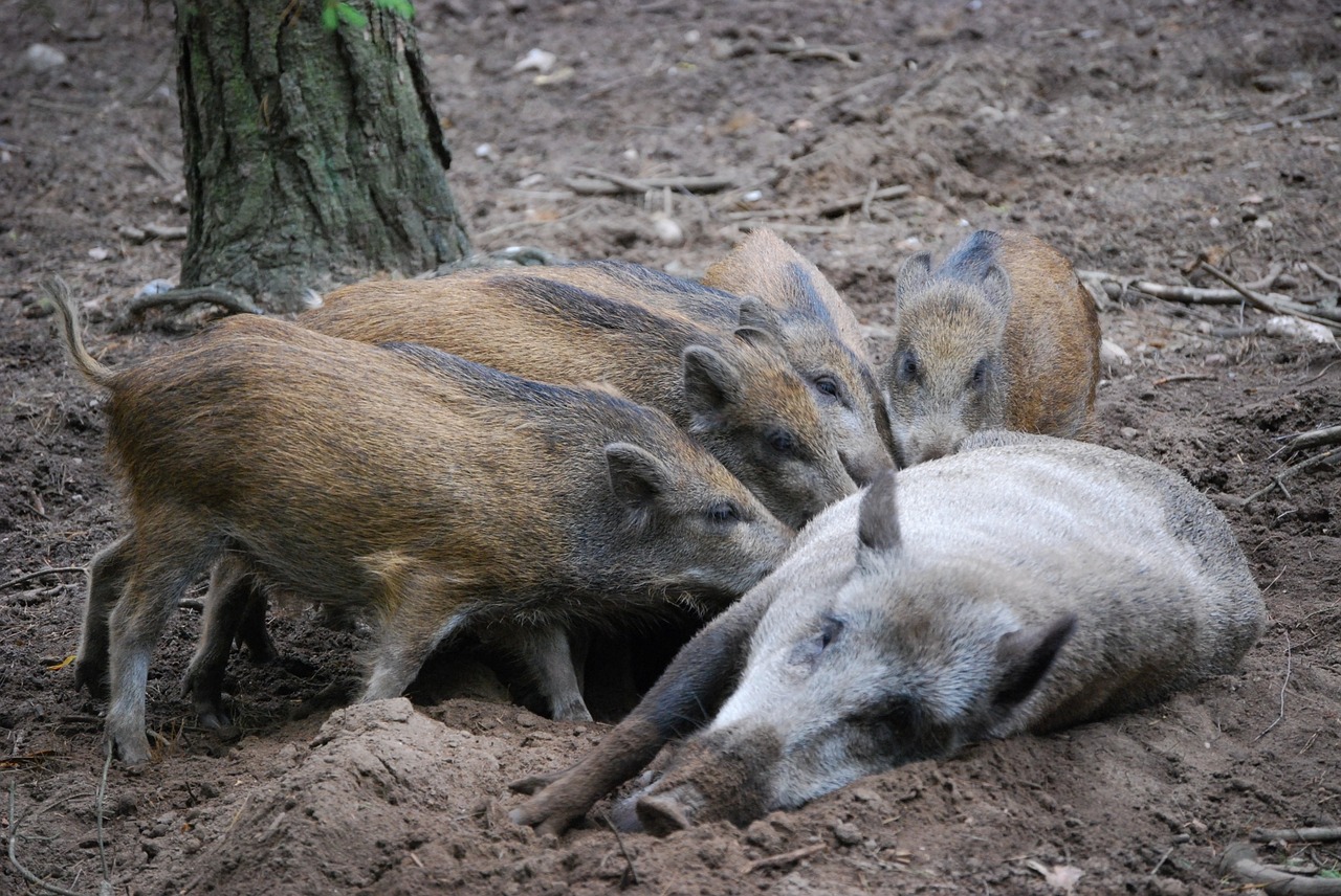 wild boars family bache free photo