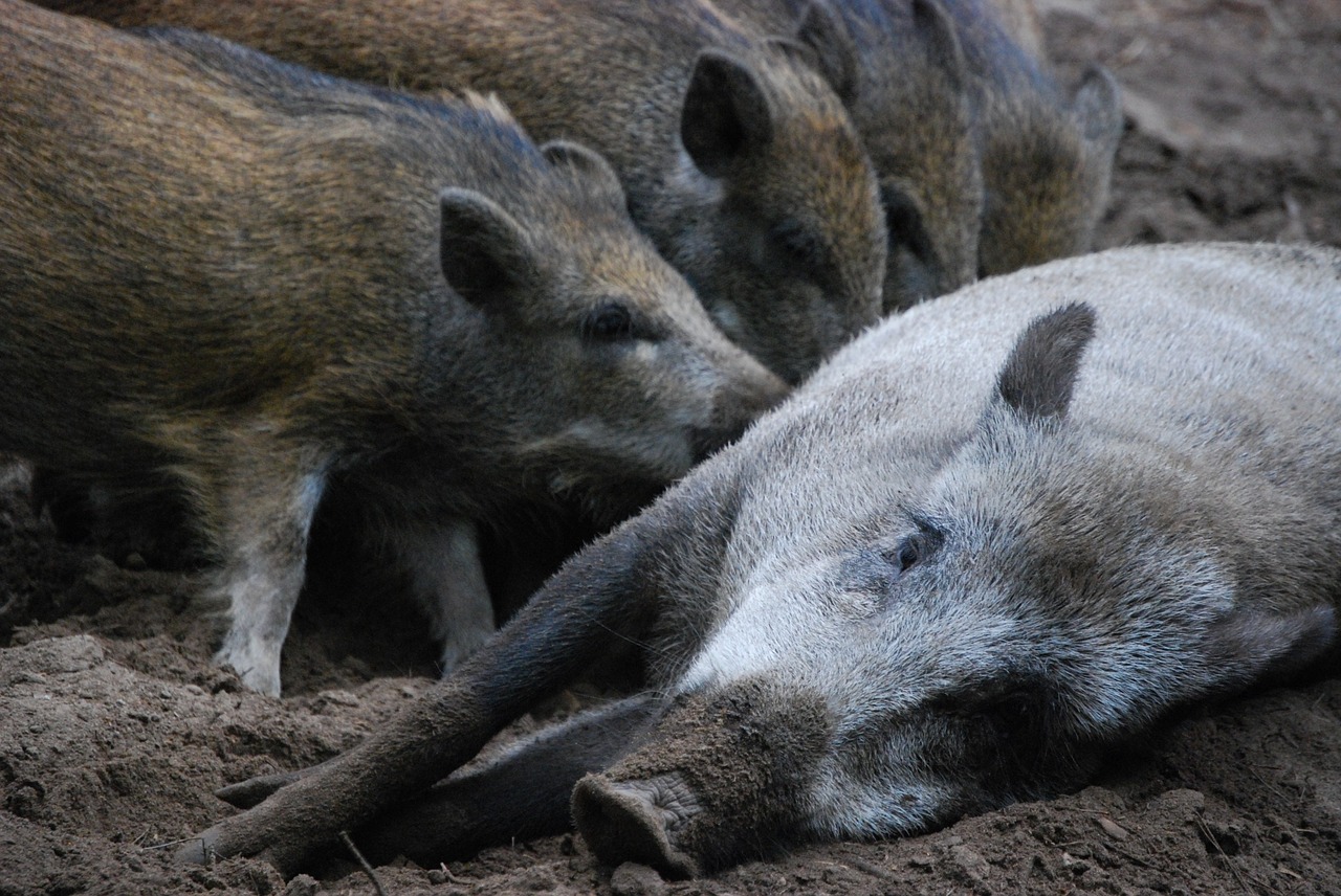 wild boars little pig bache free photo