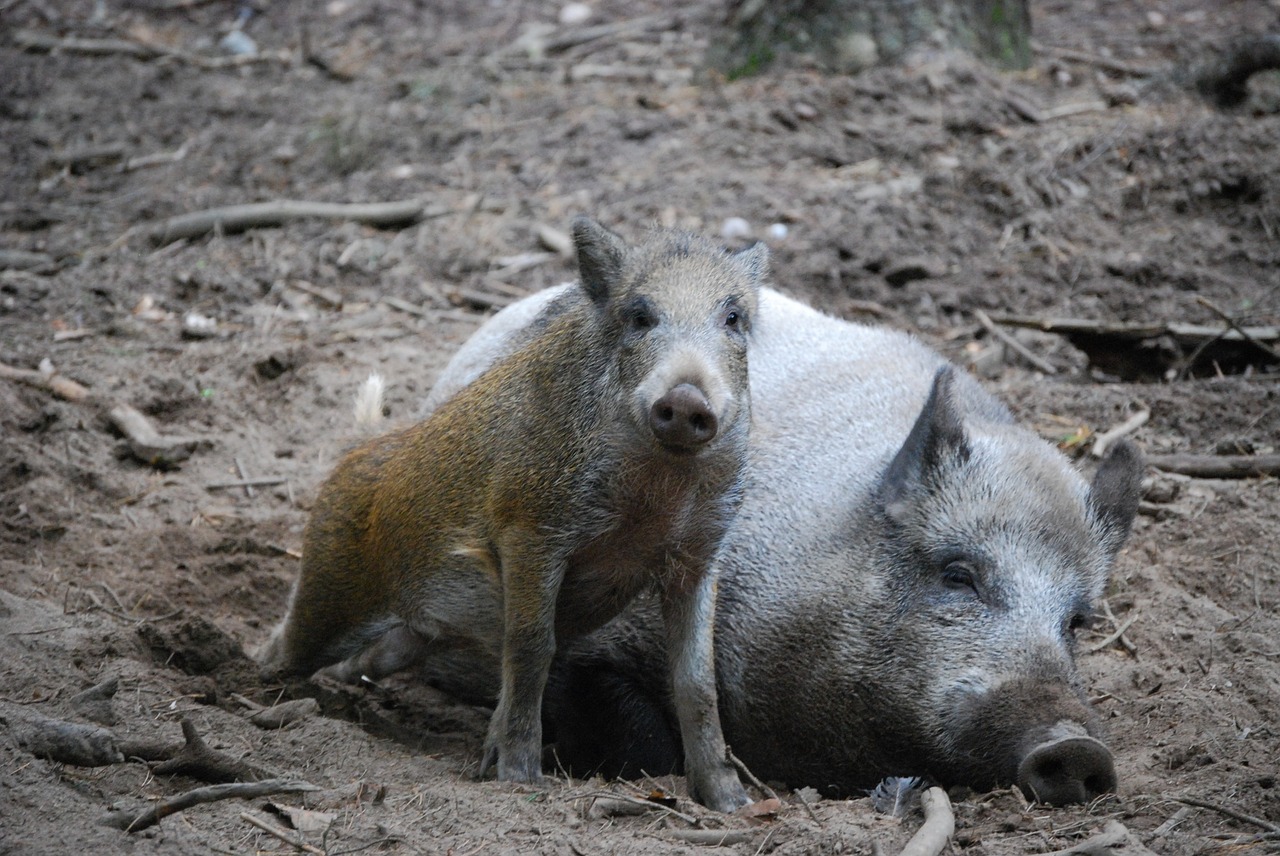 wild boars mother and child bache free photo
