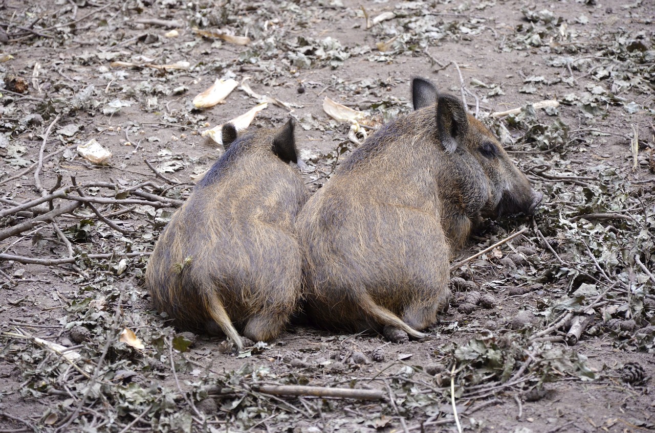 wild boars little pig funny free photo